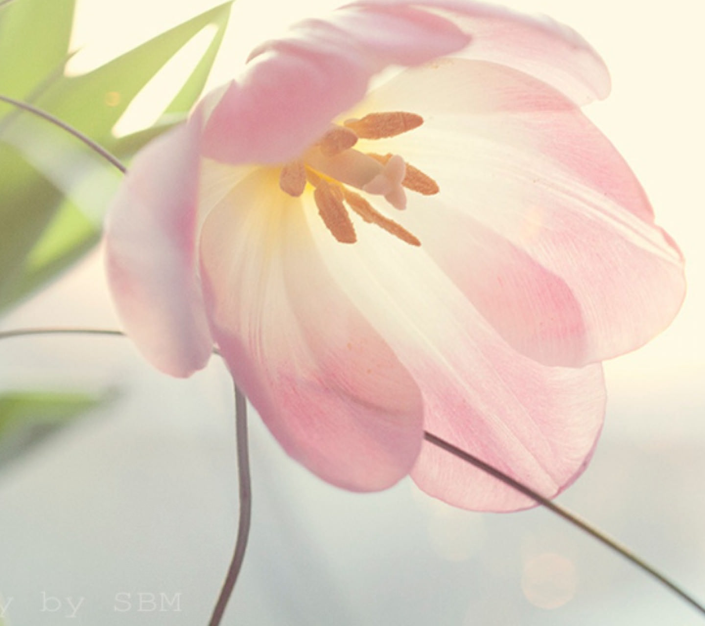 Pastel Pink Flower Desktop Wallpapers