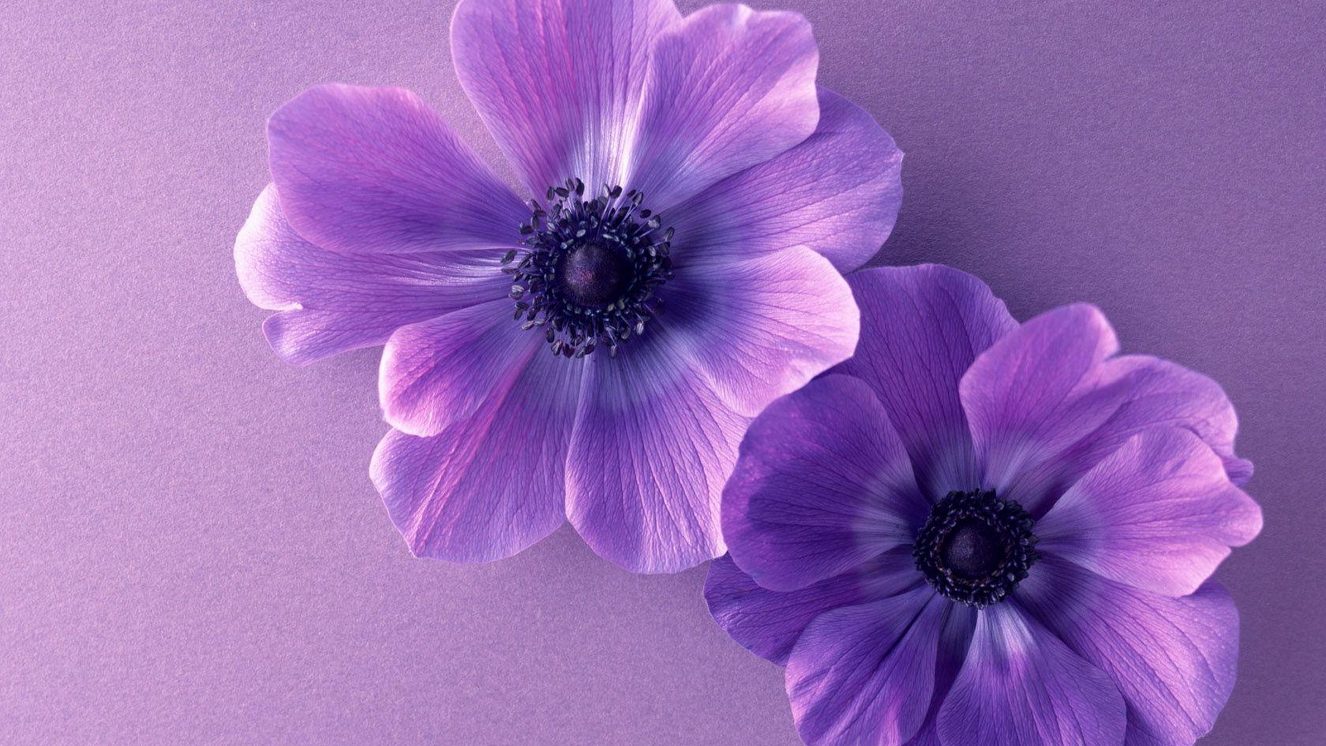 Pastel Purple Computer Wallpapers