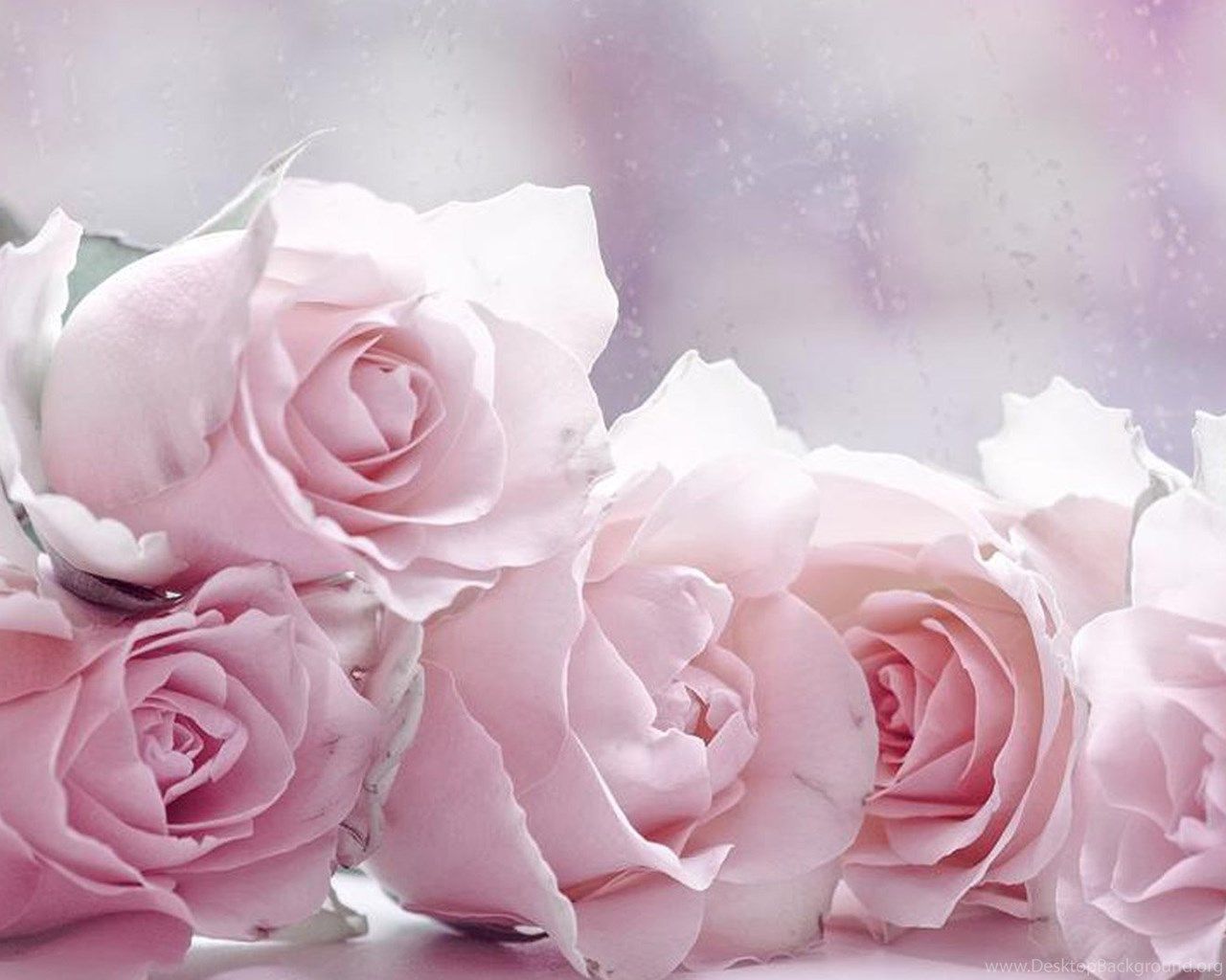 Pastel Roses Wallpapers