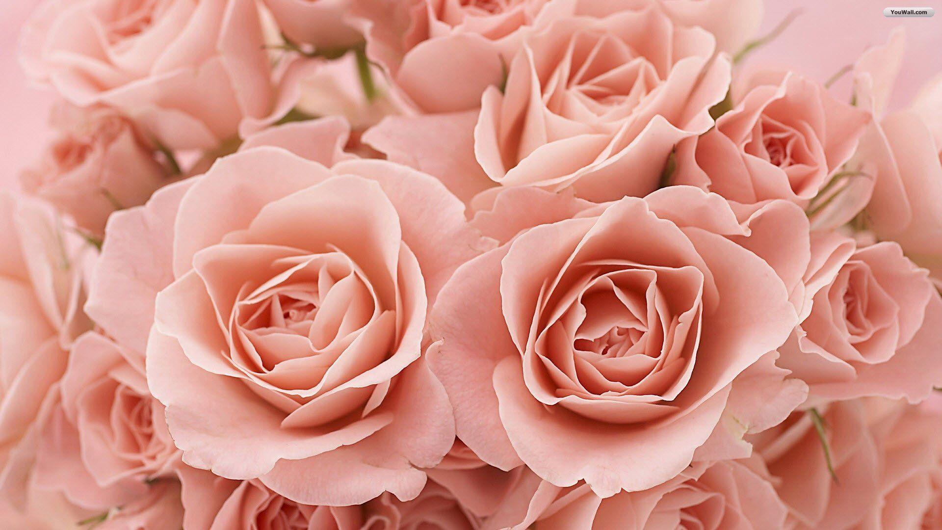 Pastel Roses Wallpapers