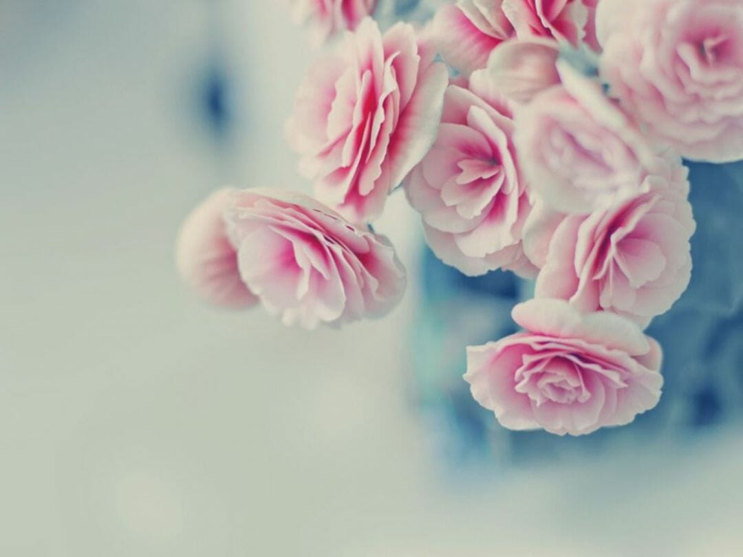 Pastel Roses Wallpapers