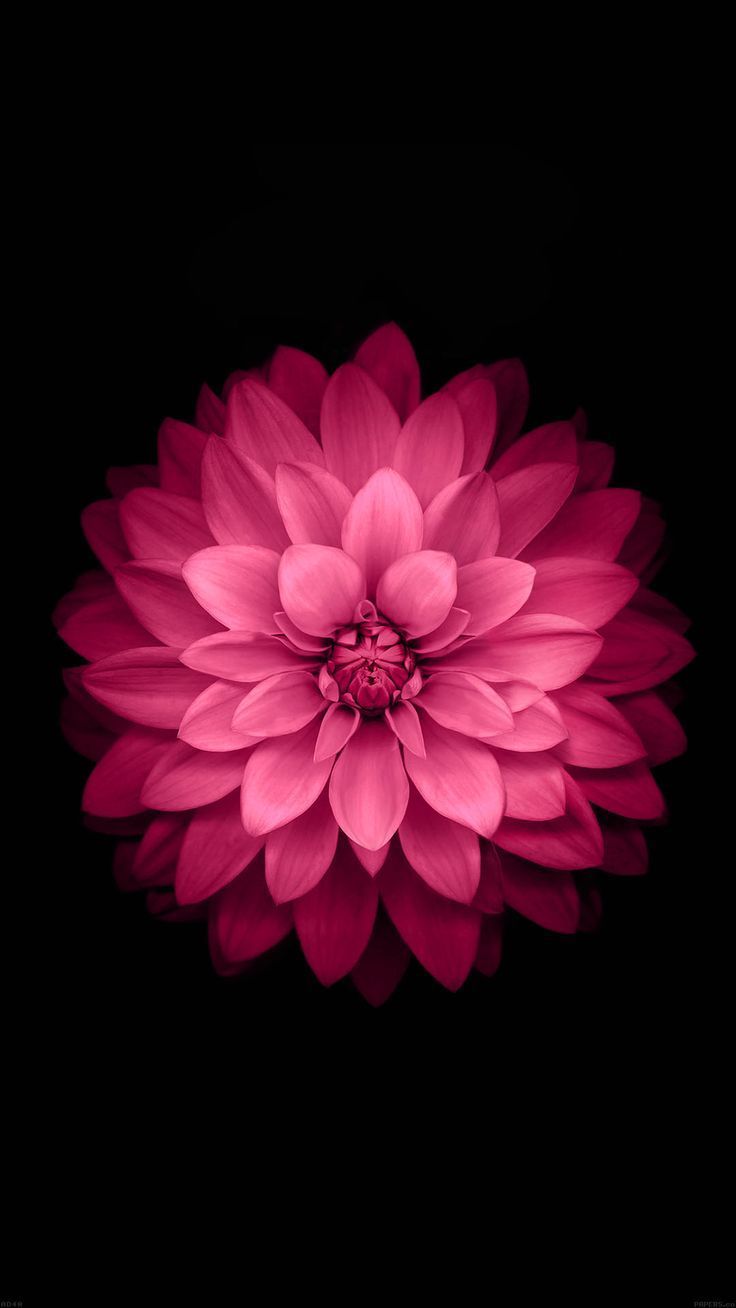 Pink And Black Flower Wallpapers