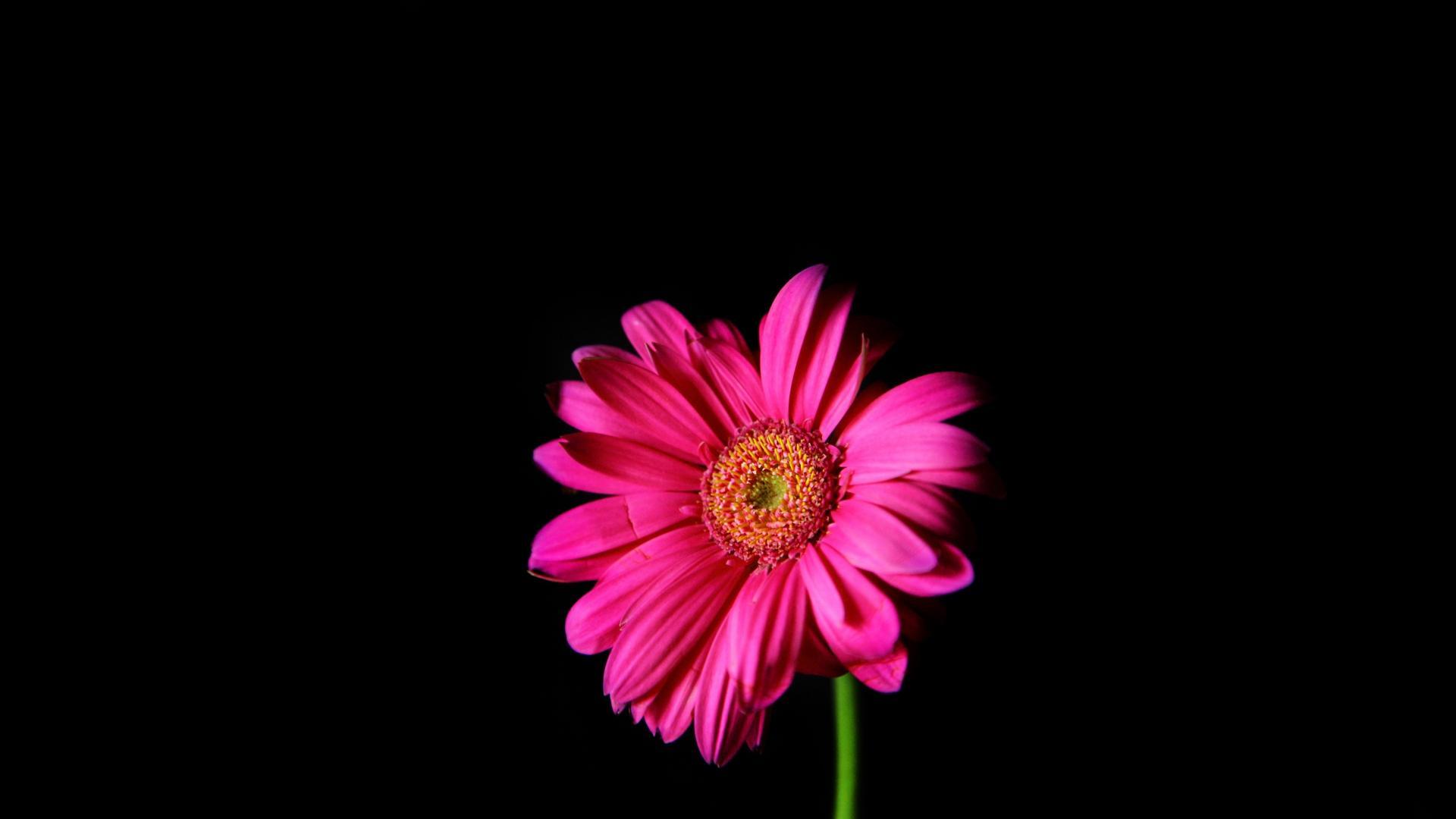 Pink And Black Flower Wallpapers
