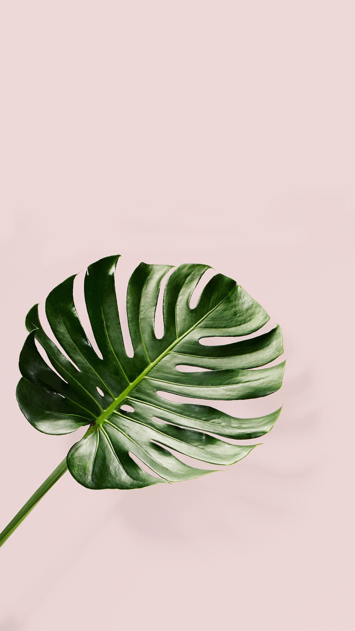 Pink And Green Wallpapers