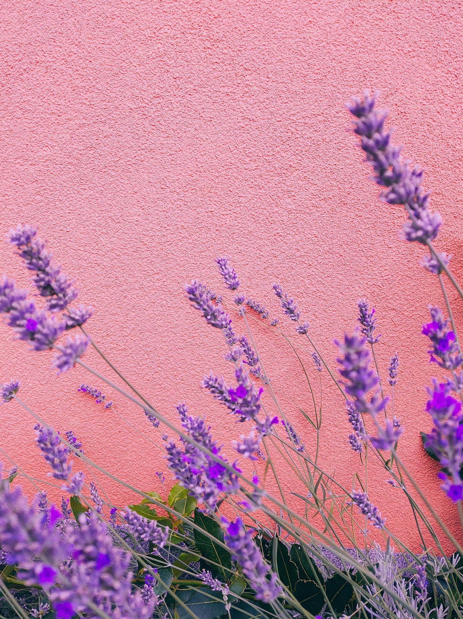 Pink And Purple Aesthetic Wallpapers