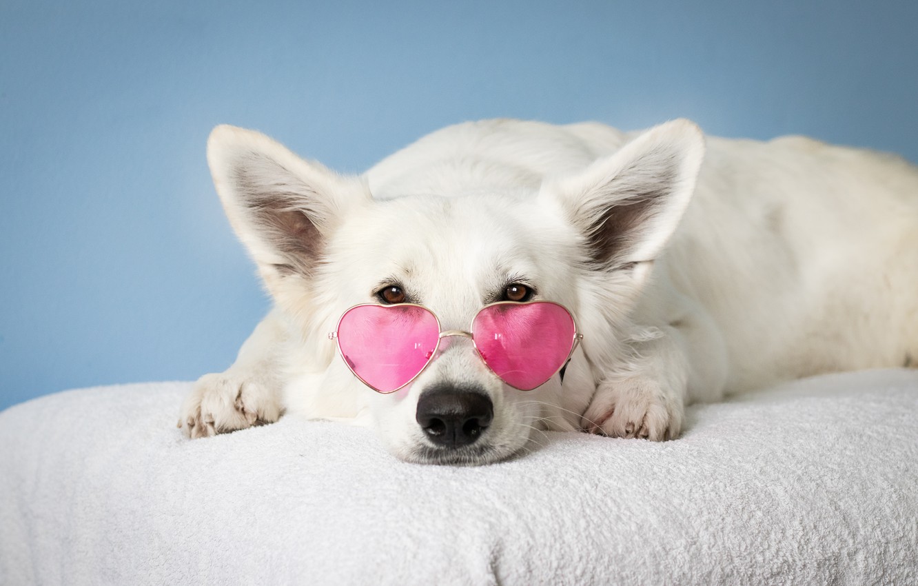 Pink And White Dogs Wallpapers