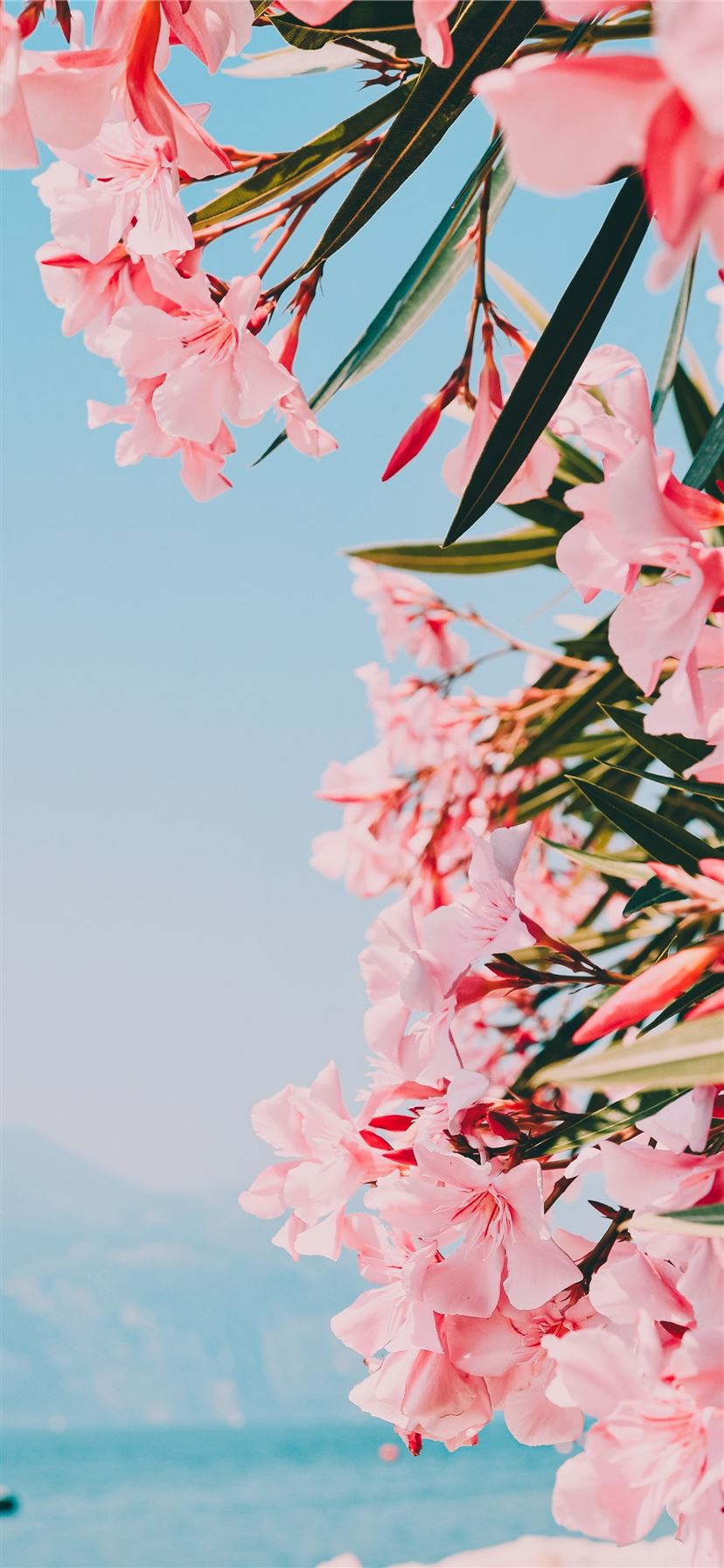 Pink And White Flower Wallpapers