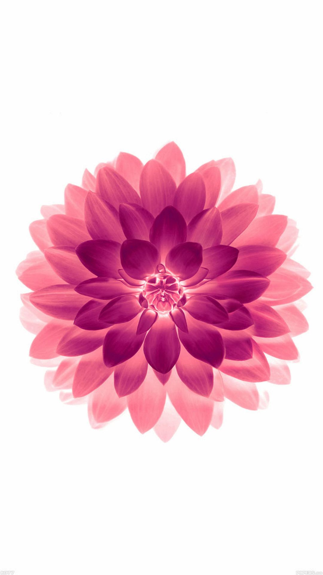 Pink And White Flower Wallpapers