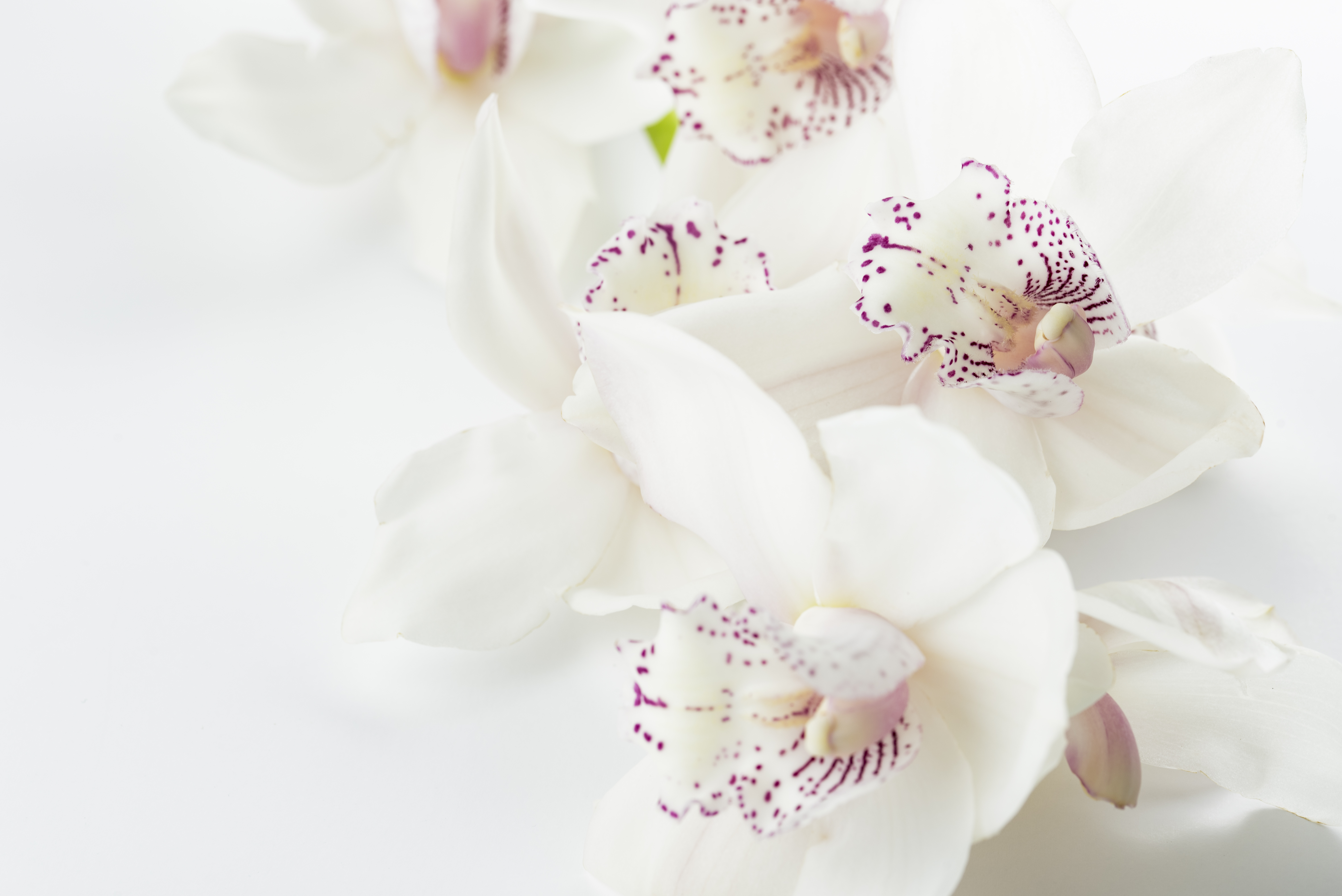 Pink And White Flower Wallpapers