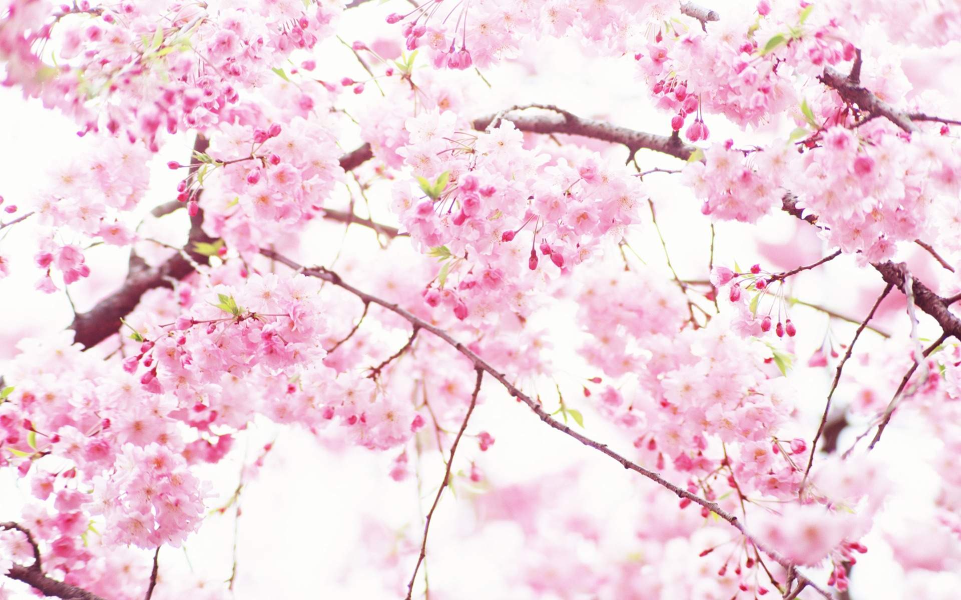 Pink And White Flowers Wallpapers