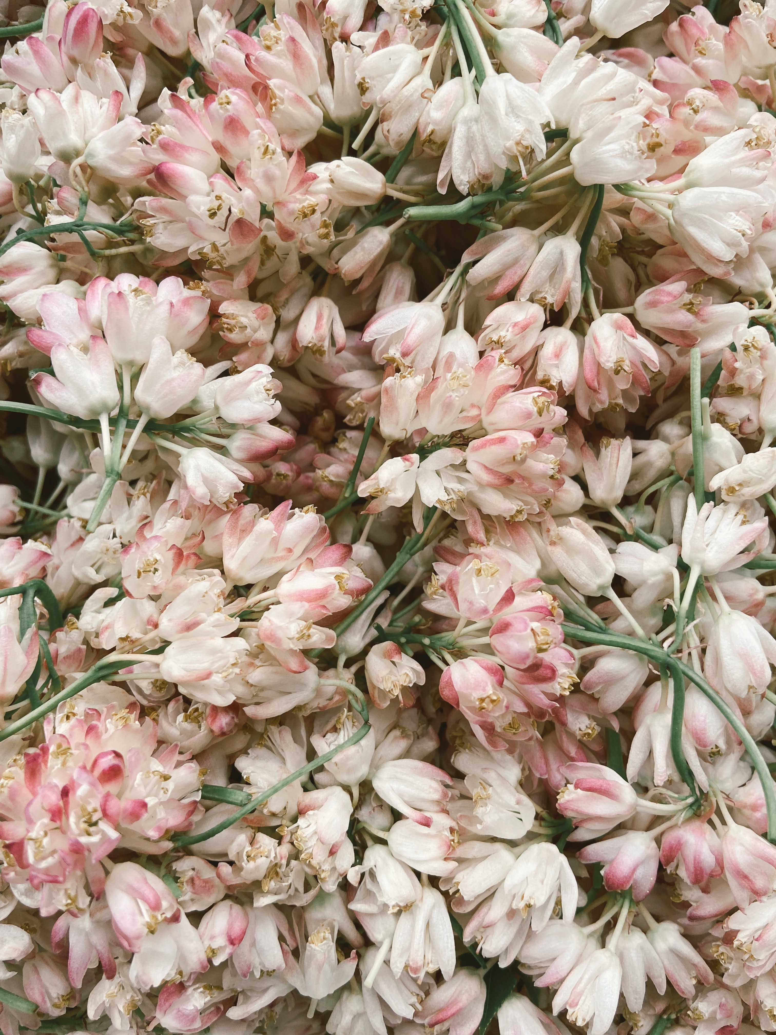 Pink And White Flowers Wallpapers