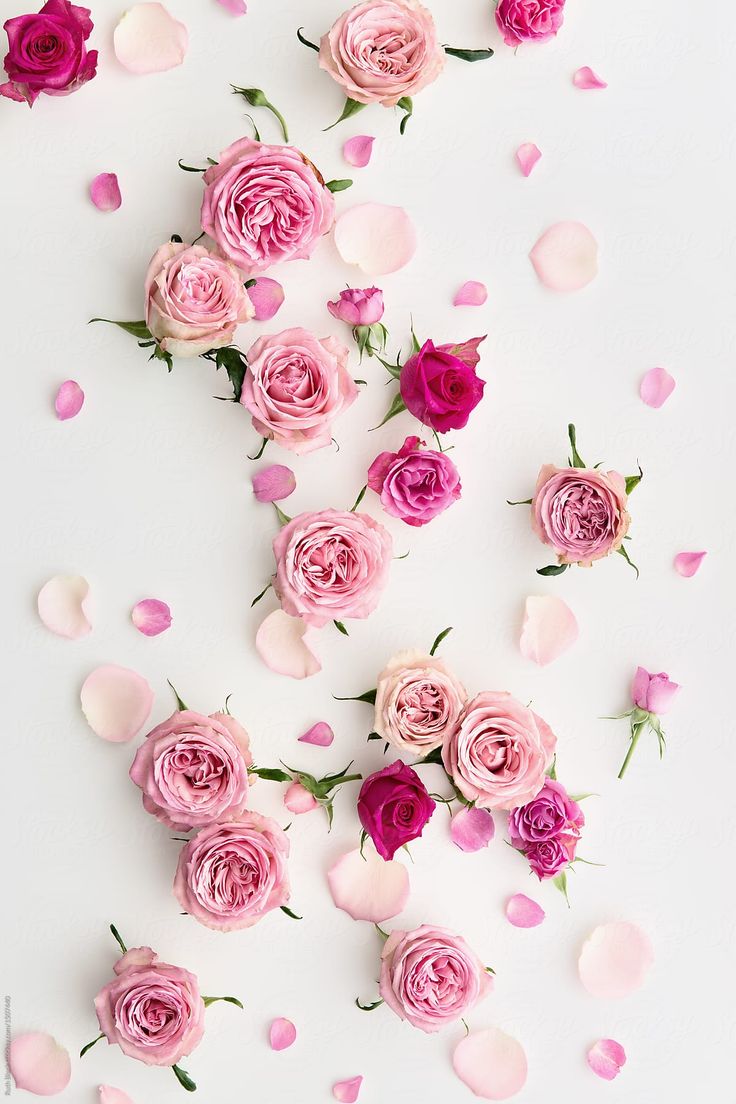 Pink And White Flowers Wallpapers