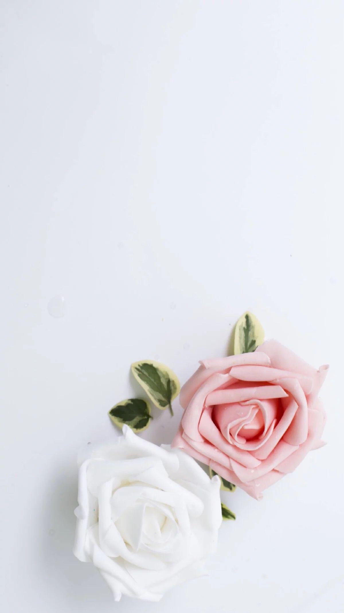 Pink And White Flowers Wallpapers