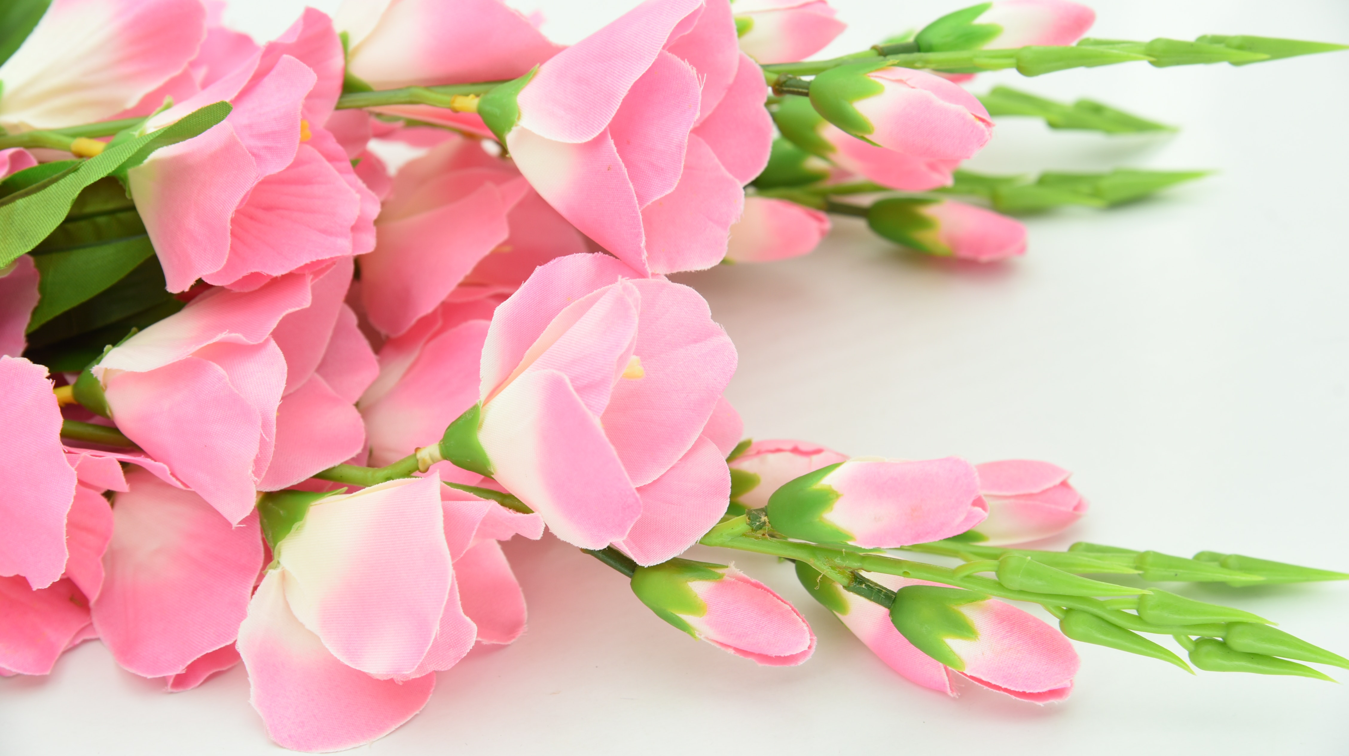 Pink And White Flowers Wallpapers