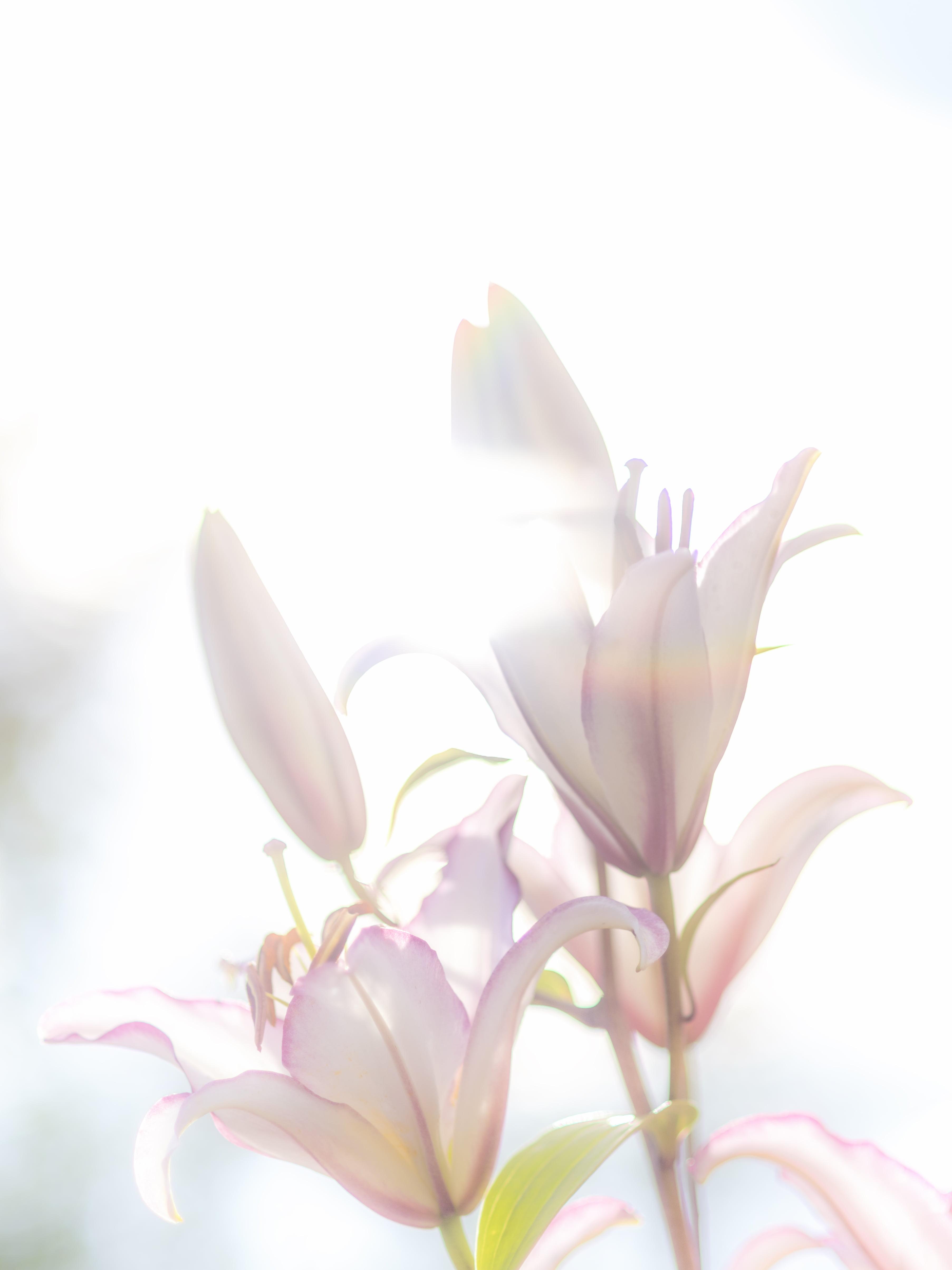 Pink And White Lilies Wallpapers