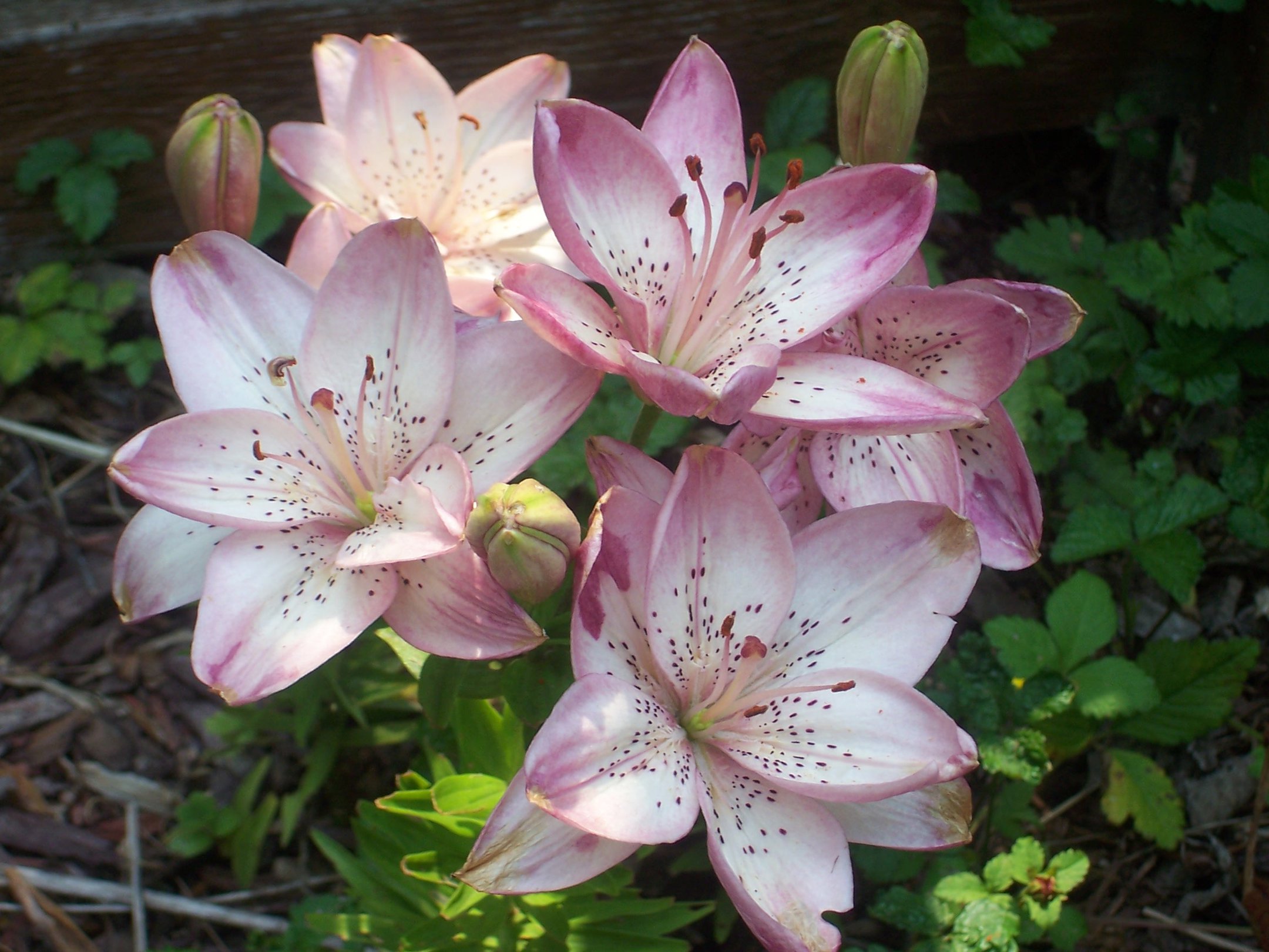 Pink And White Lilies Wallpapers