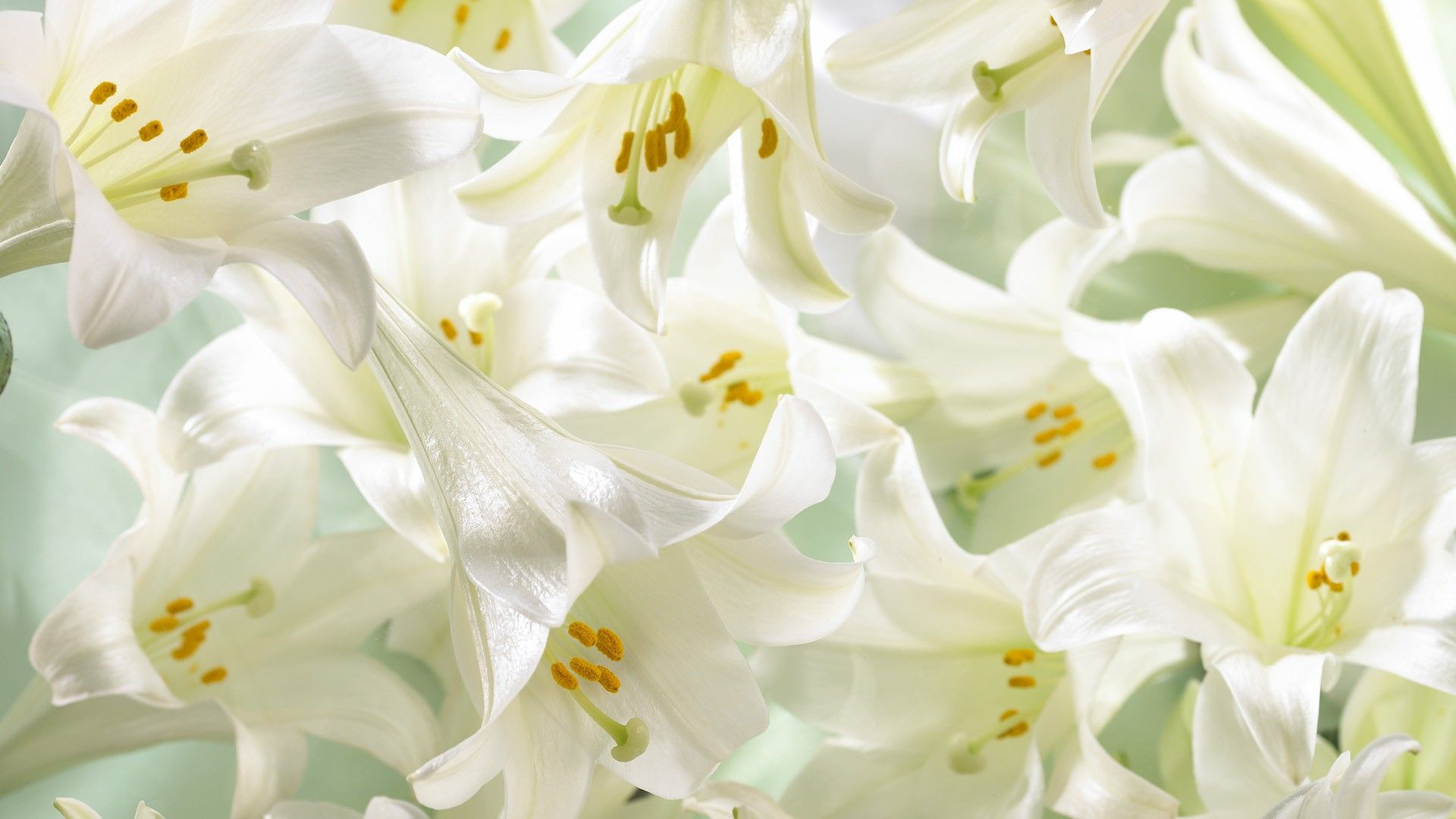 Pink And White Lilies Wallpapers