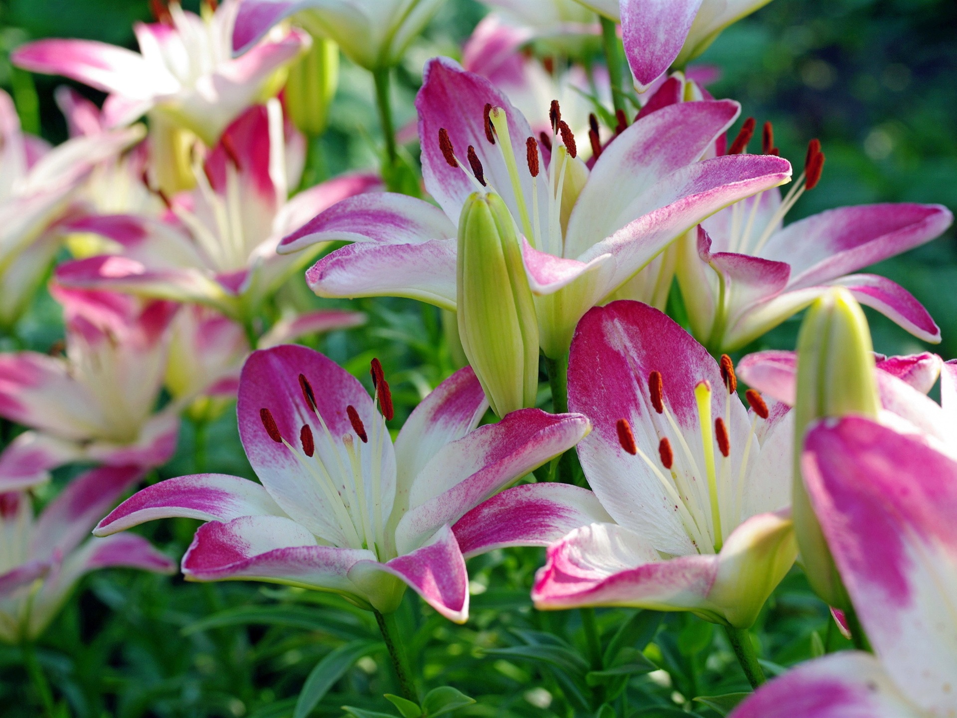 Pink And White Lilies Wallpapers