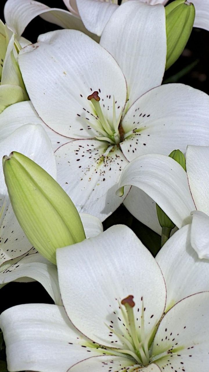 Pink And White Lilies Wallpapers