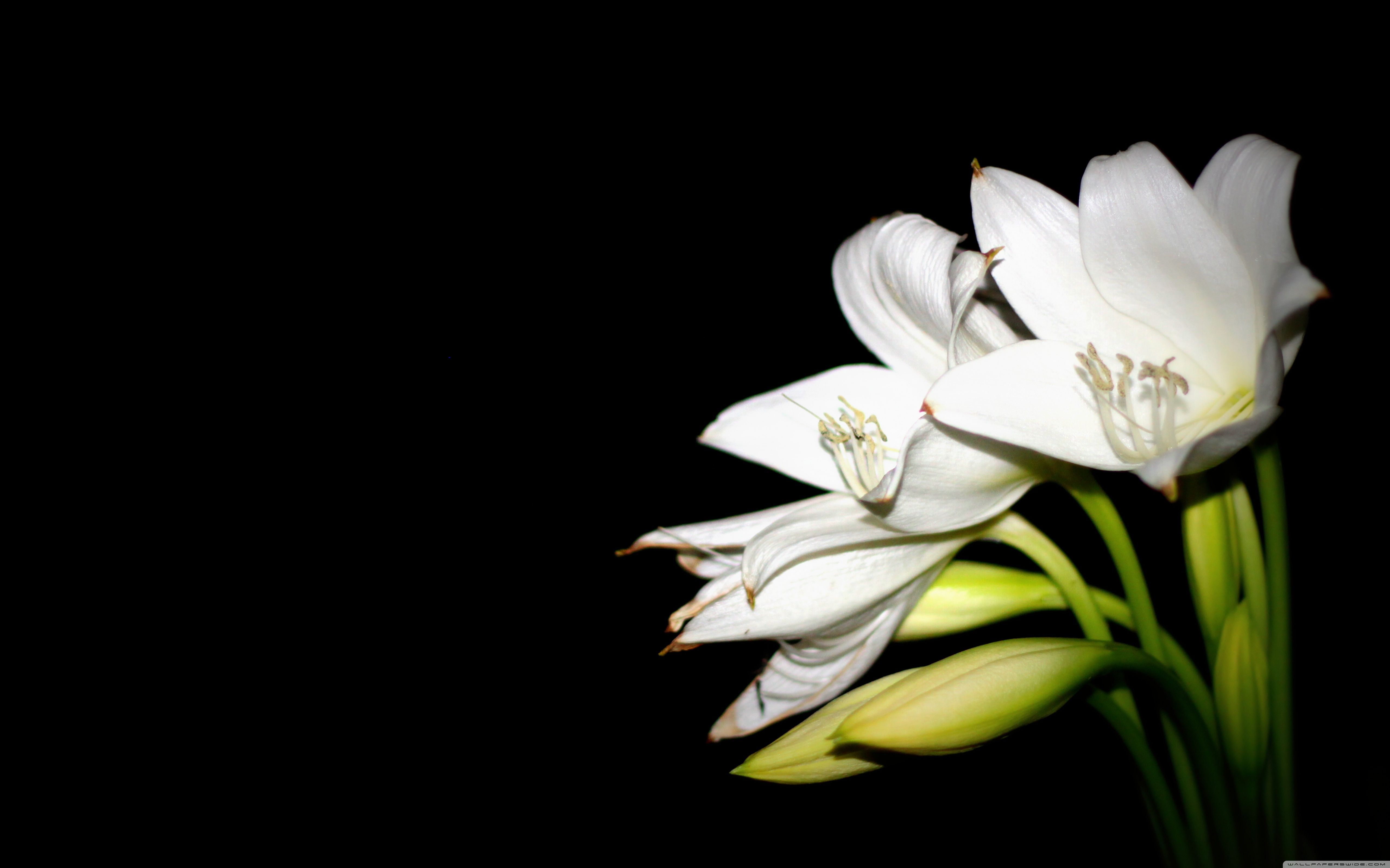 Pink And White Lilies Wallpapers