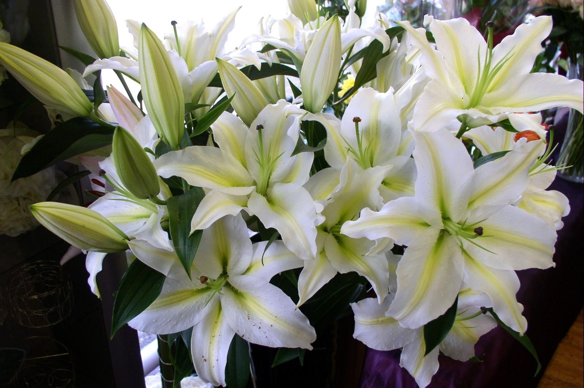 Pink And White Lilies Wallpapers