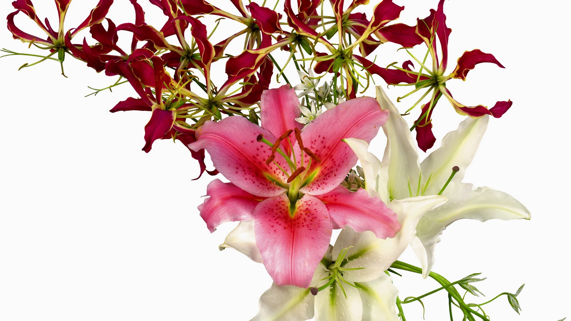 Pink And White Lilies Wallpapers