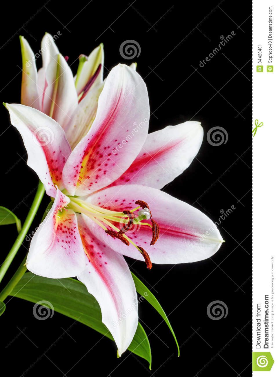 Pink And White Lilies Wallpapers