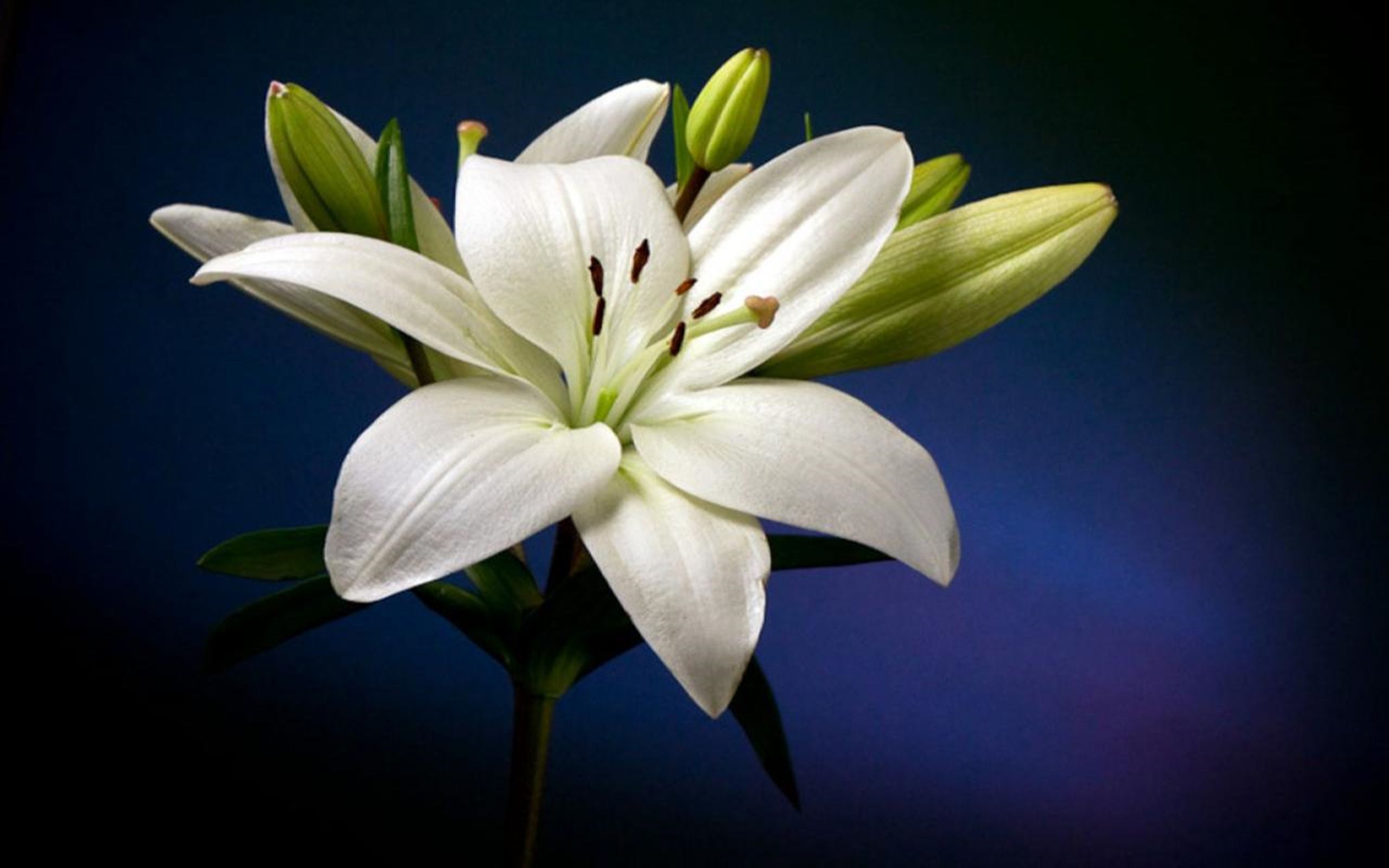 Pink And White Lilies Wallpapers