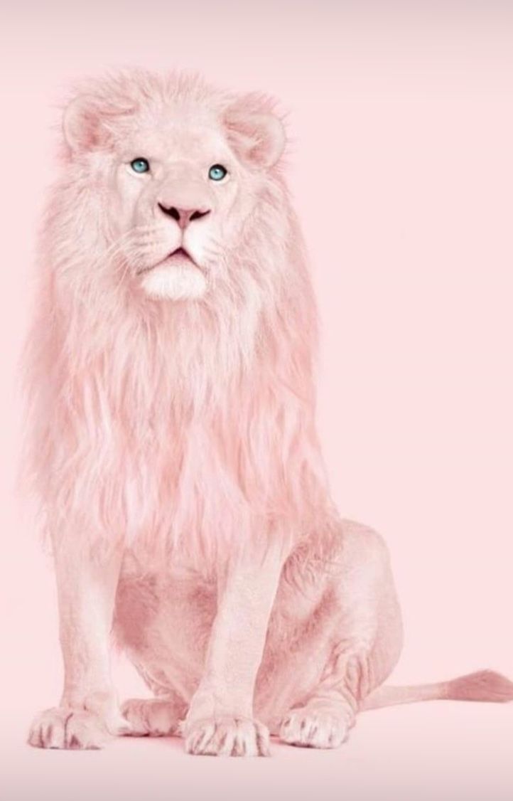 Pink Animals Wallpapers