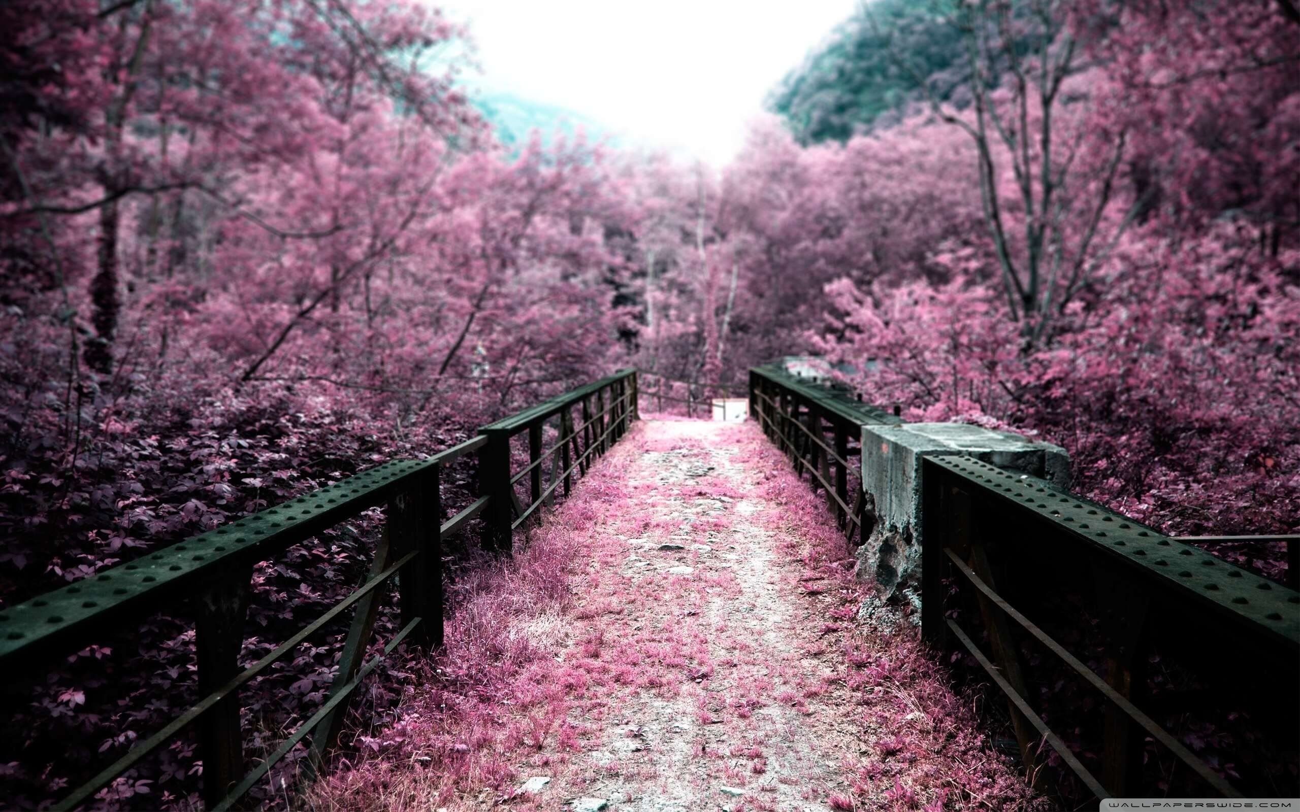 Pink Autumn Wallpapers