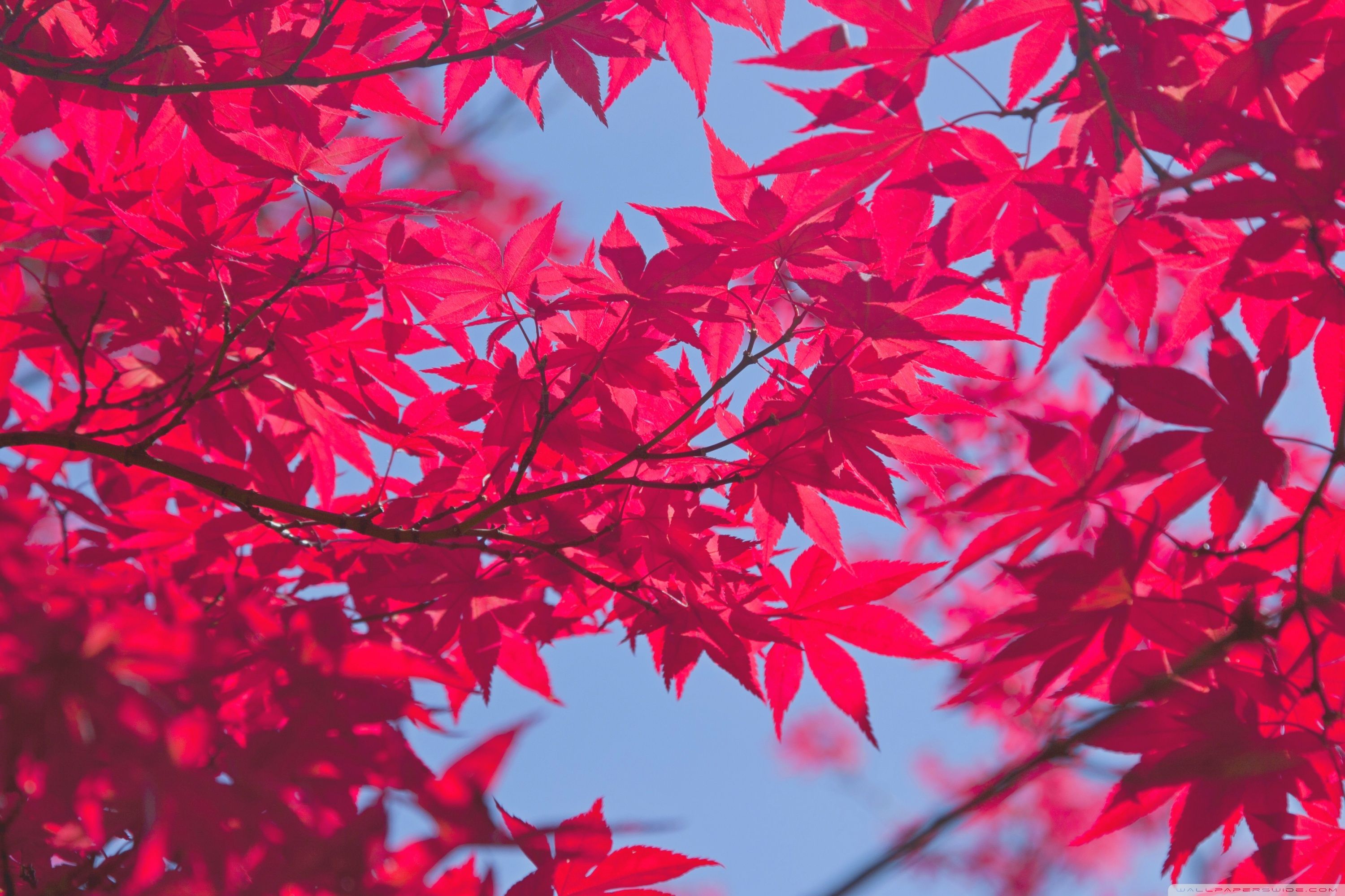 Pink Autumn Wallpapers