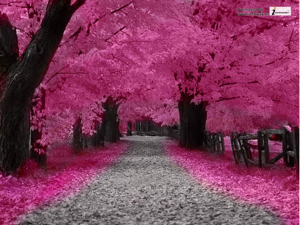 Pink Autumn Wallpapers