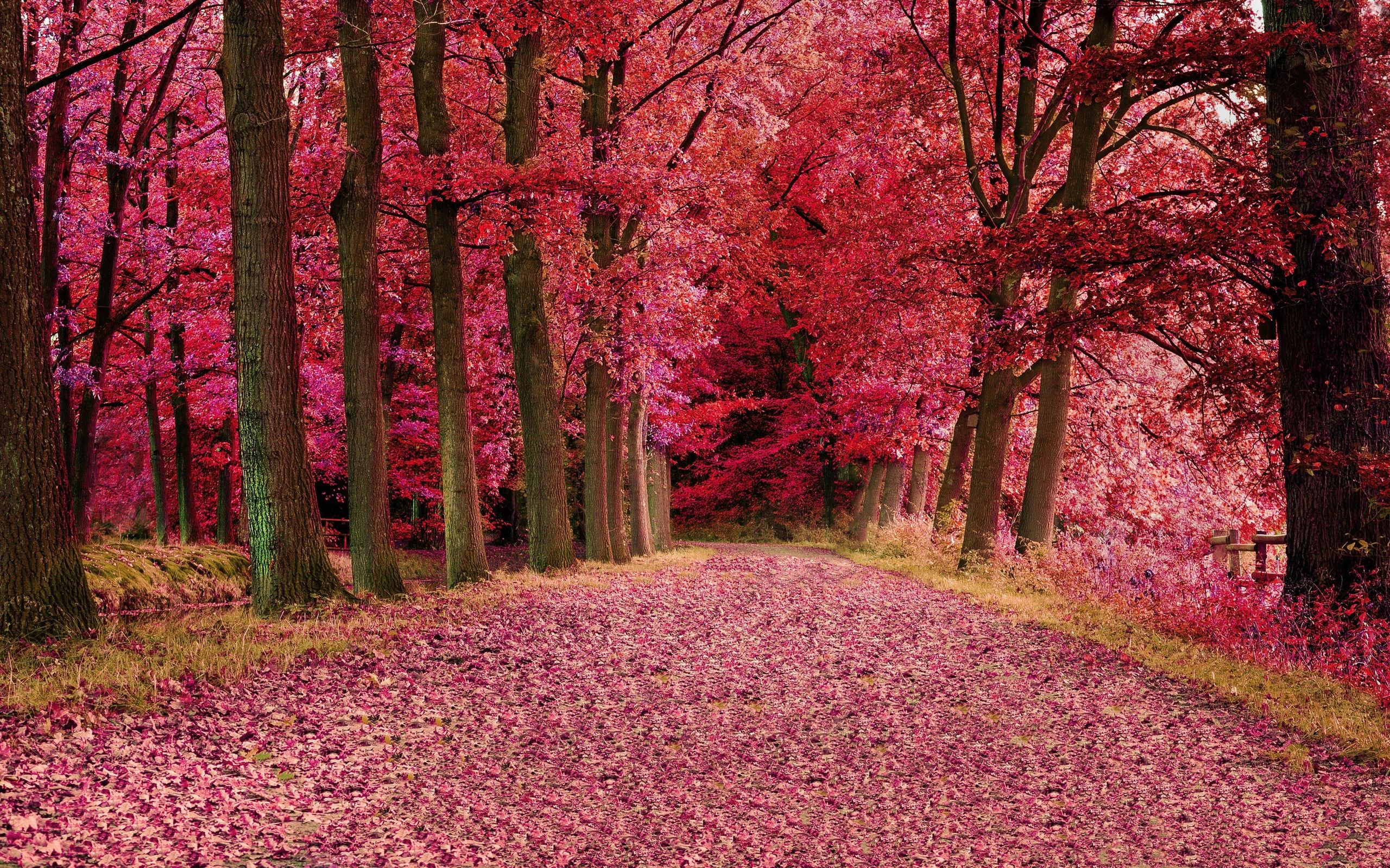 Pink Autumn Wallpapers