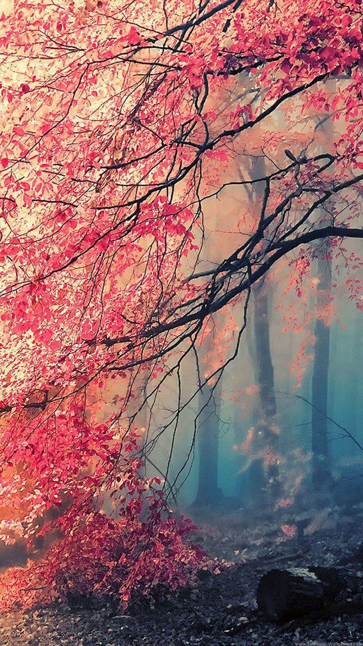 Pink Autumn Wallpapers