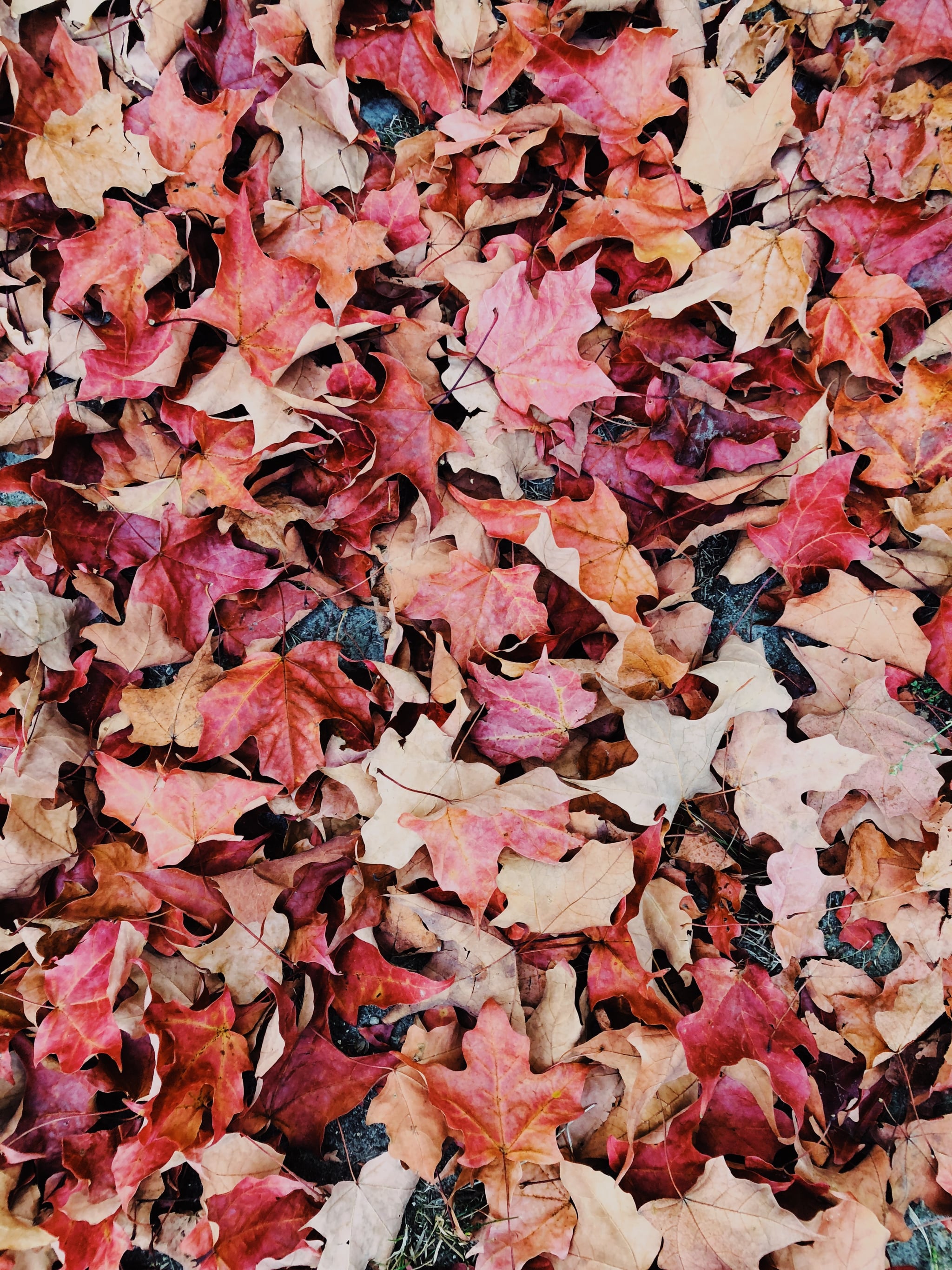 Pink Autumn Wallpapers