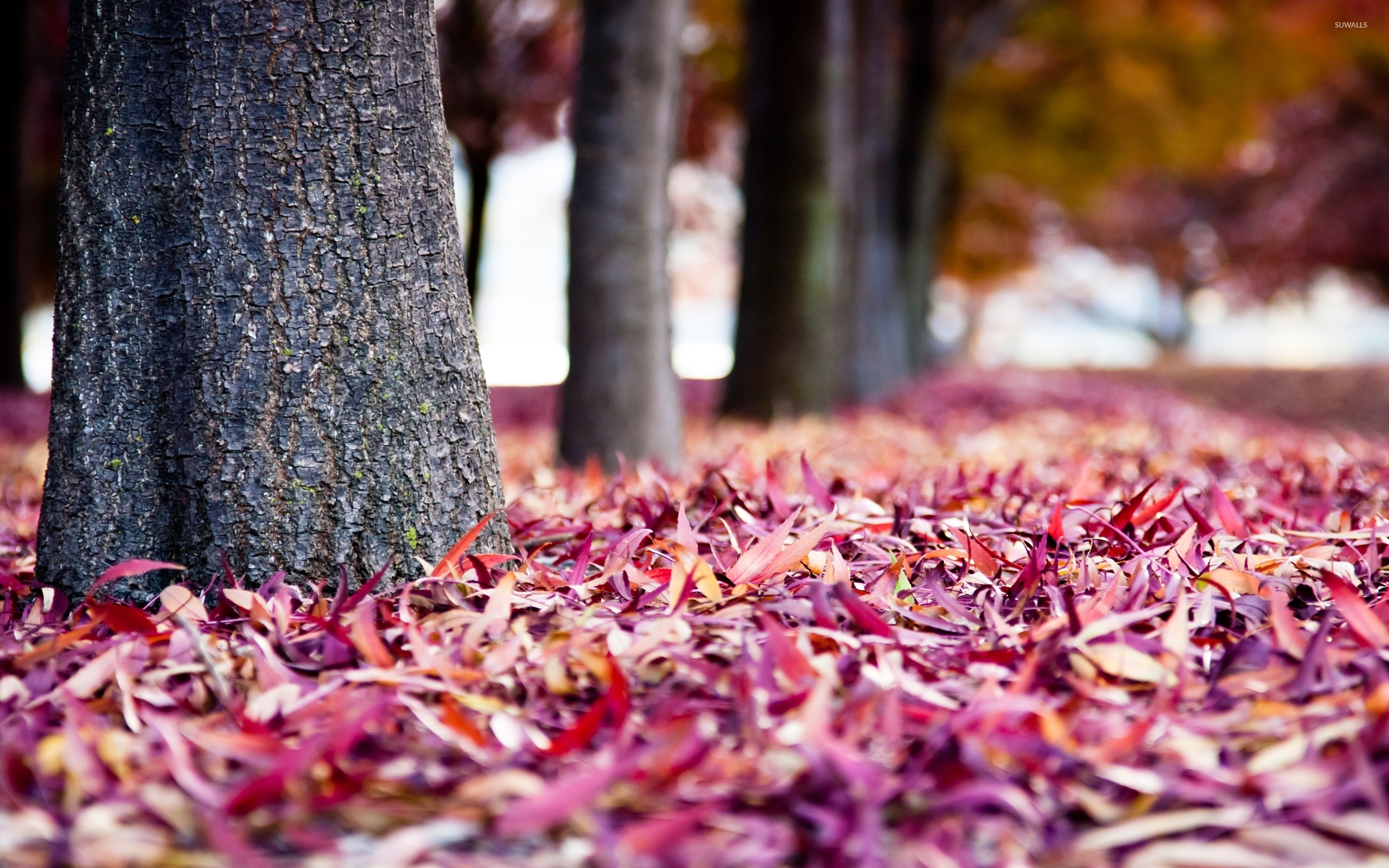 Pink Autumn Wallpapers