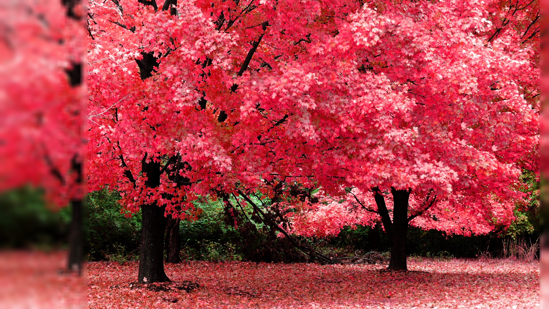 Pink Autumn Wallpapers