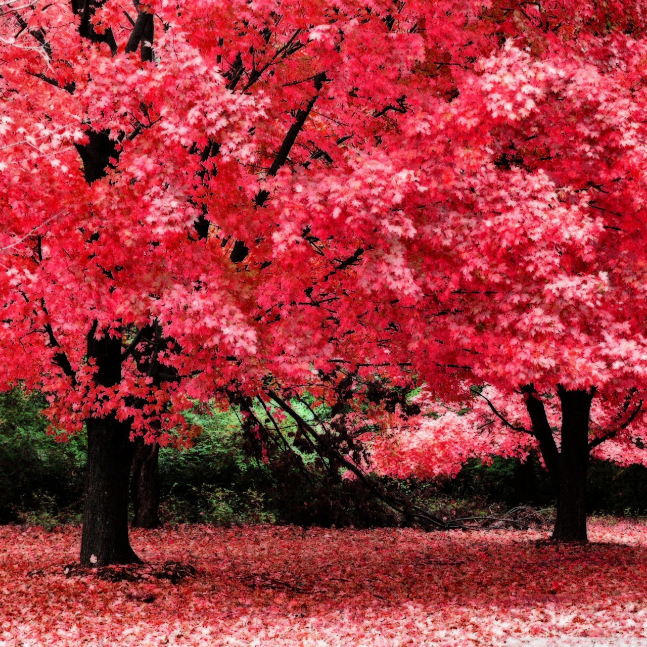 Pink Autumn Wallpapers