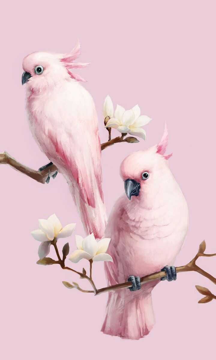 Pink Bird Wallpapers