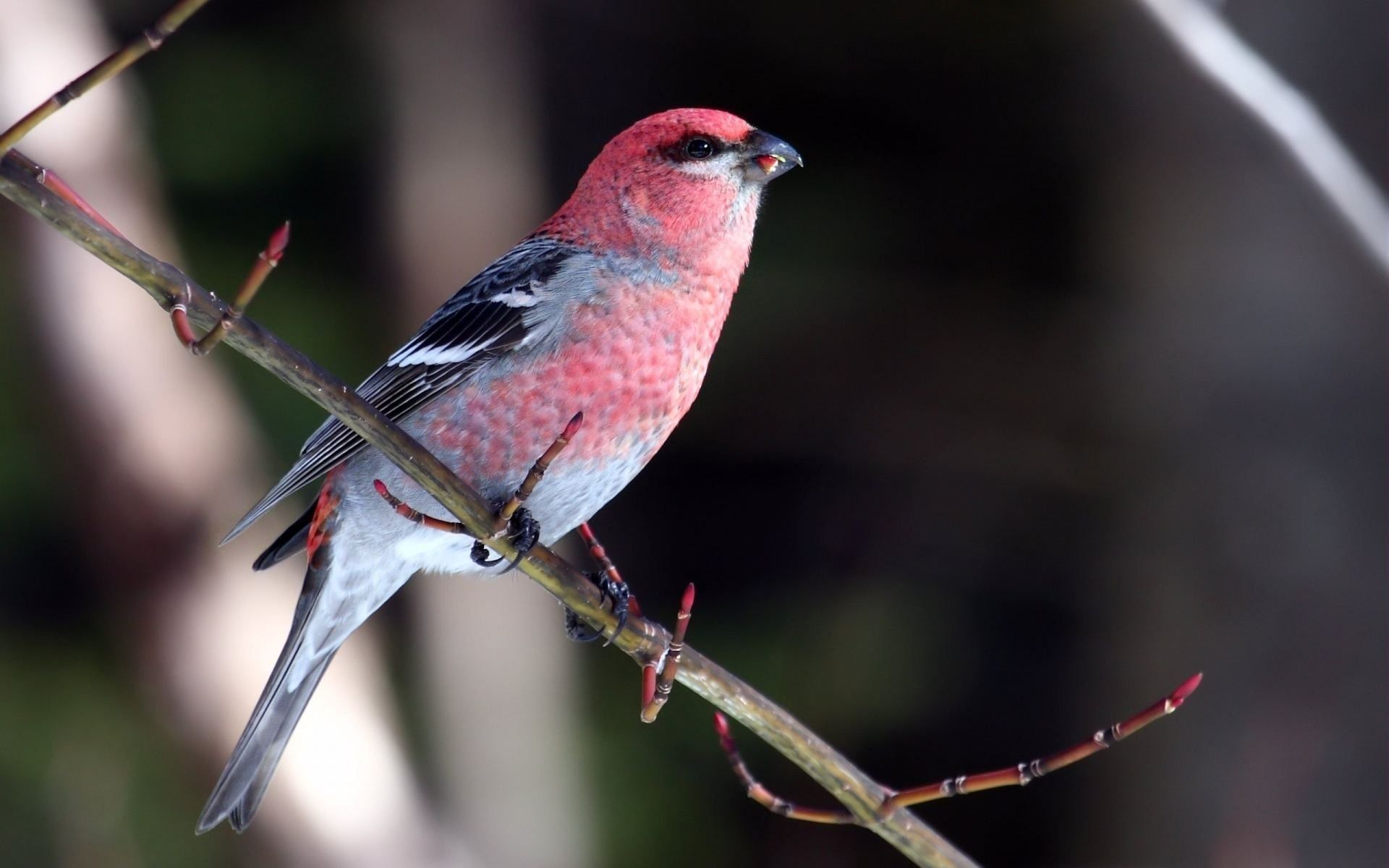 Pink Bird Wallpapers