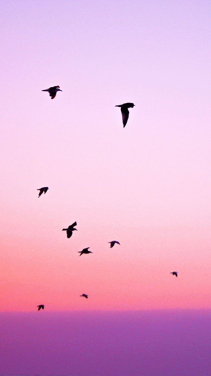 Pink Bird Wallpapers