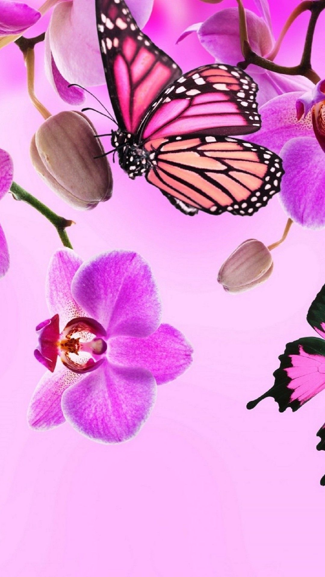 Pink Butterfly Wallpapers