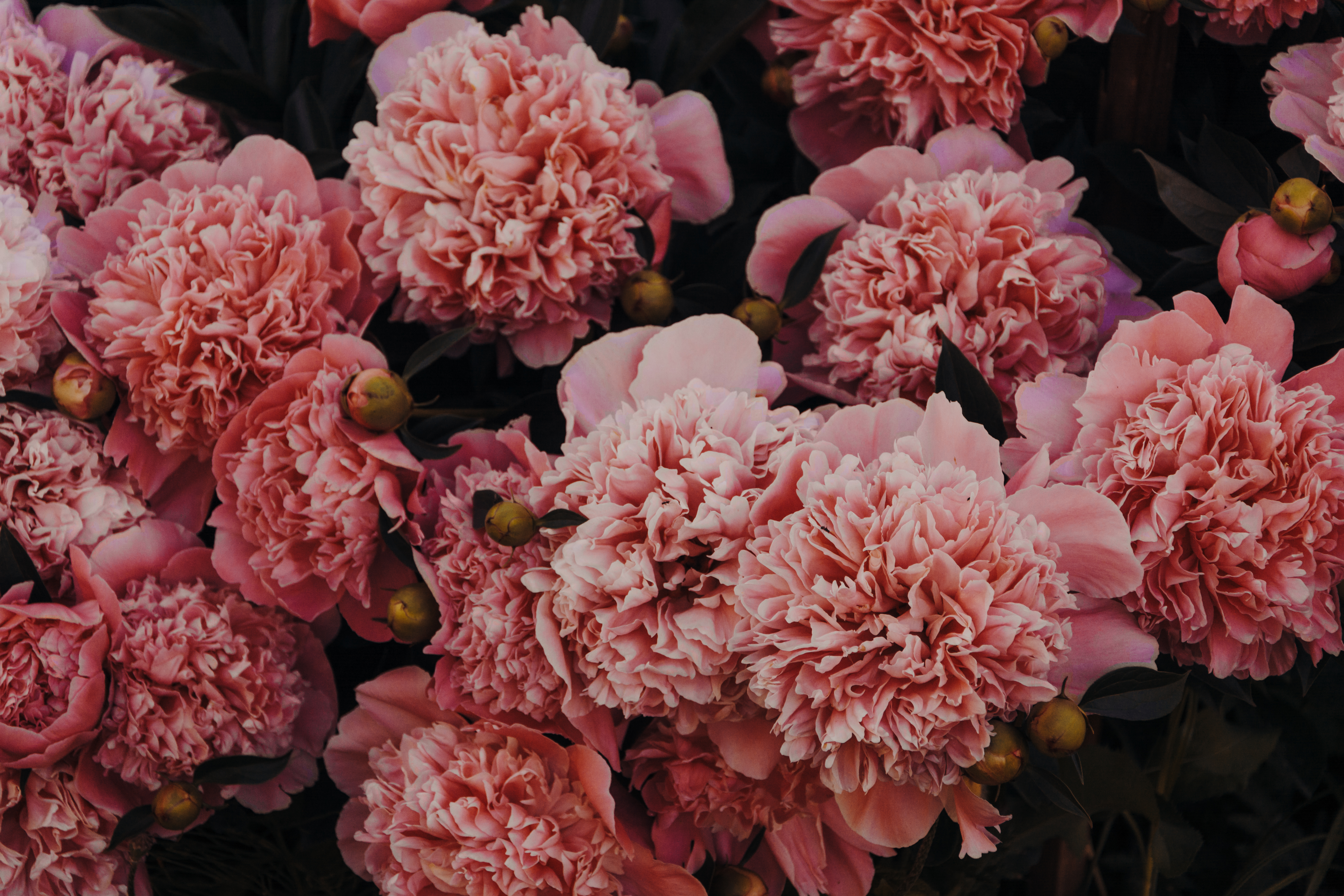 Pink Carnation Wallpapers