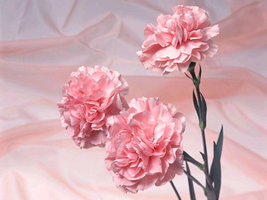 Pink Carnation Wallpapers