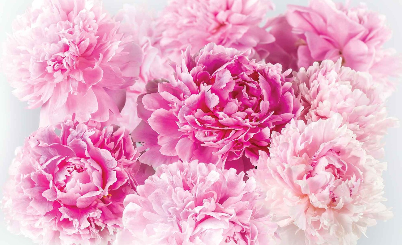 Pink Carnation Wallpapers