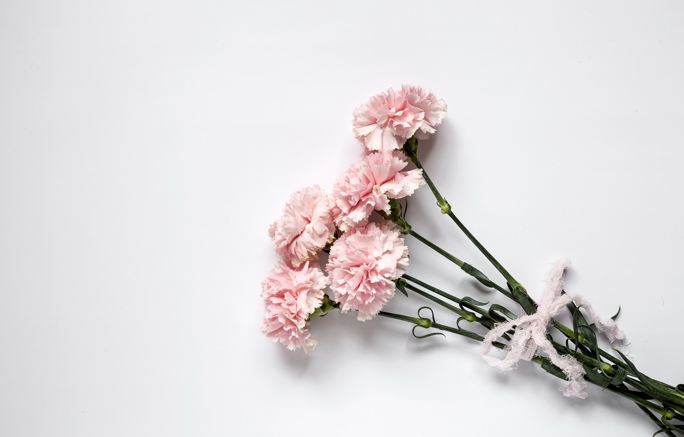 Pink Carnation Wallpapers