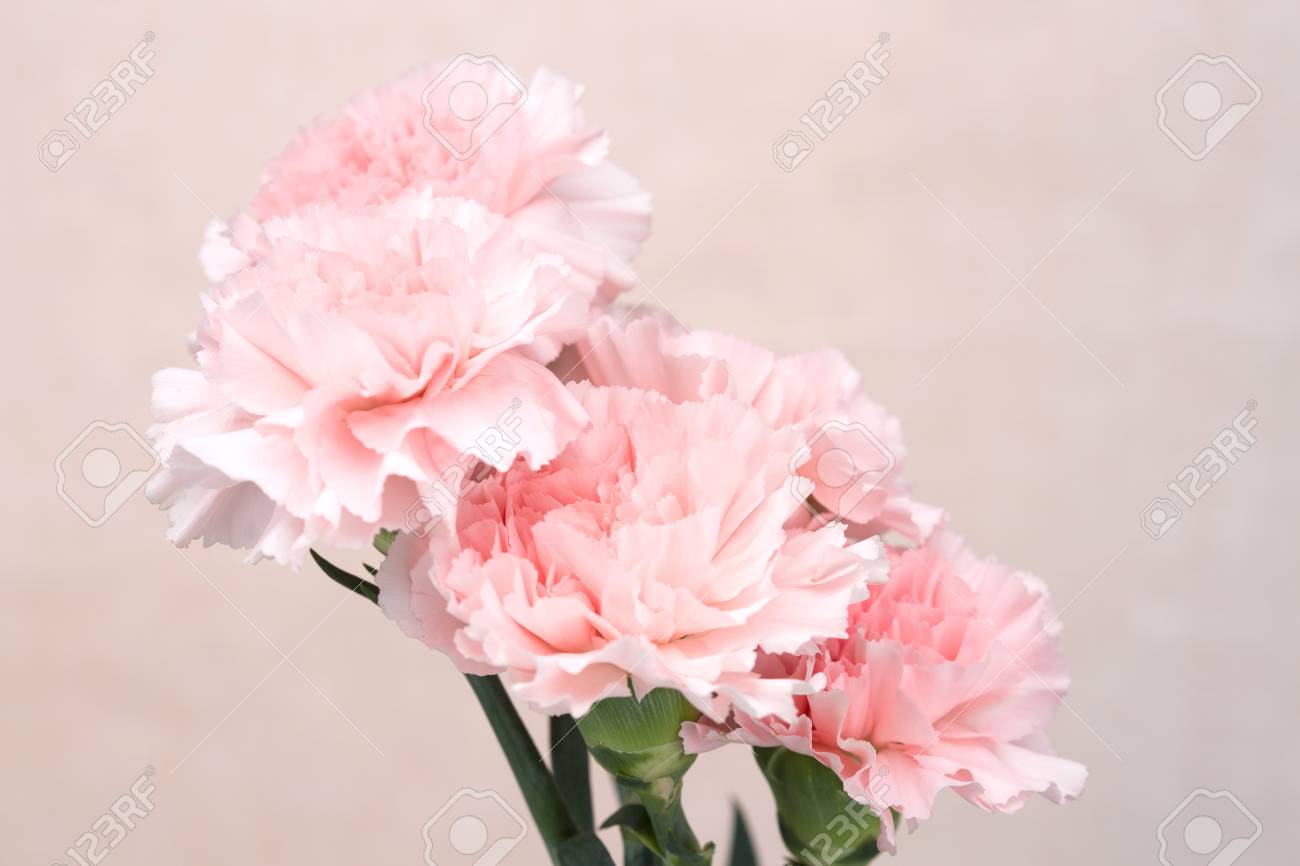 Pink Carnation Wallpapers