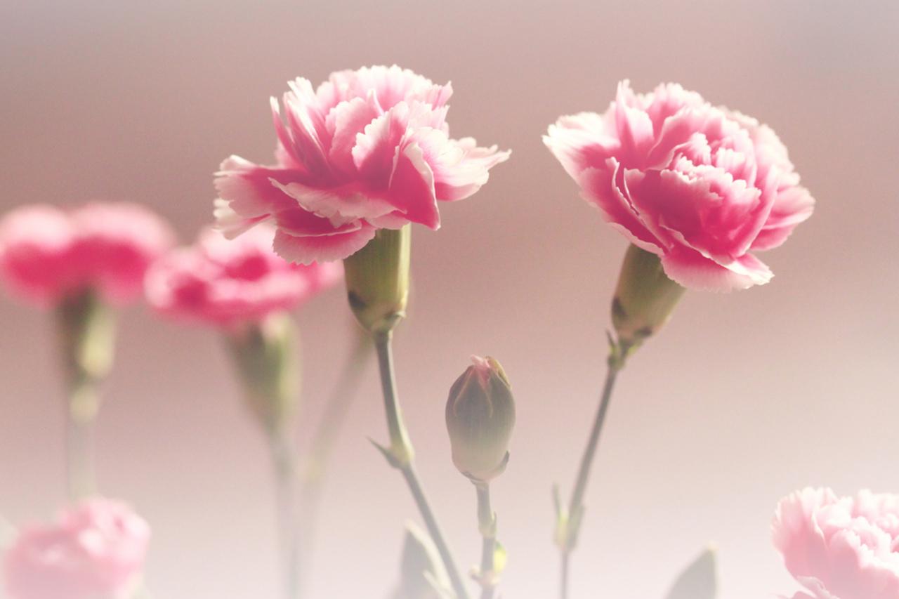 Pink Carnation Wallpapers