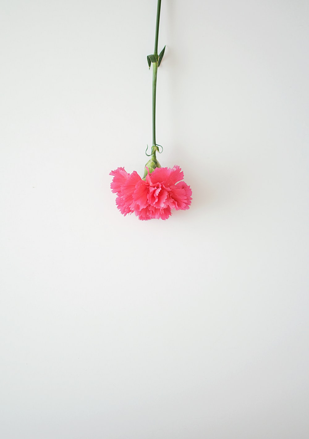 Pink Carnation Wallpapers