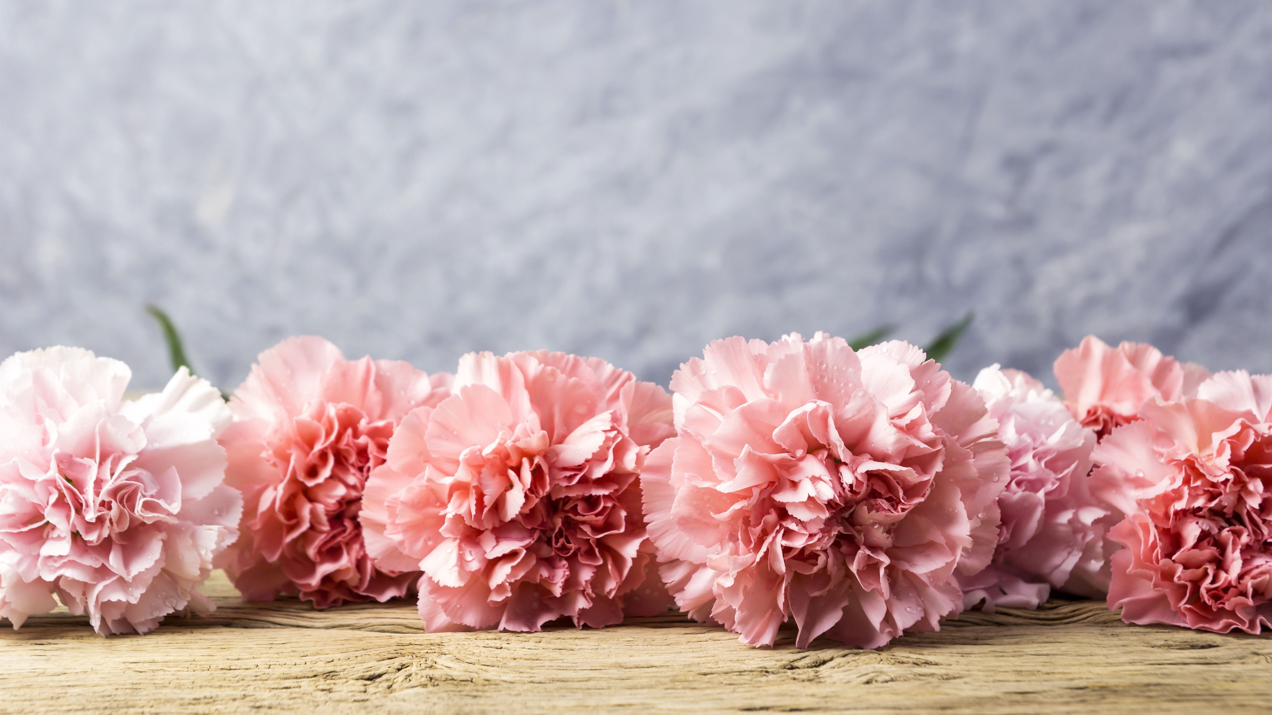 Pink Carnation Wallpapers